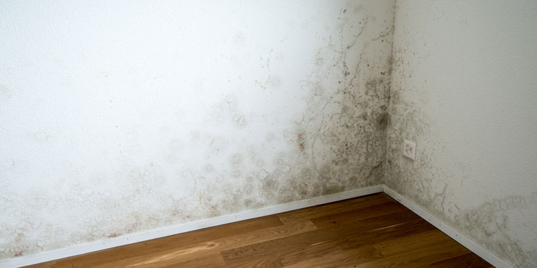 mildew on the wall in corner