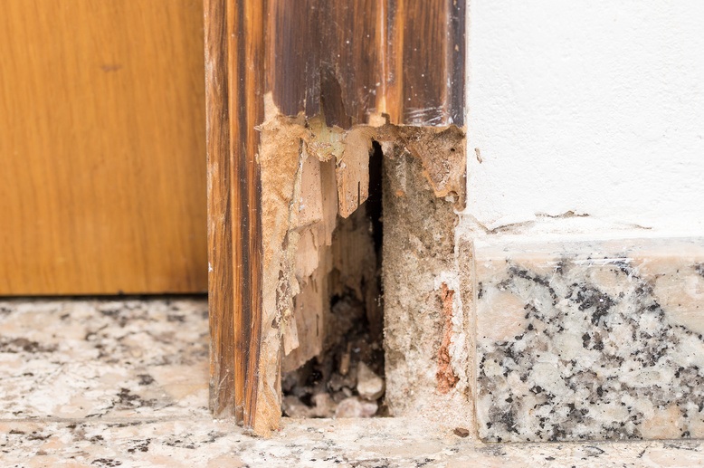 wood rot on wood beam